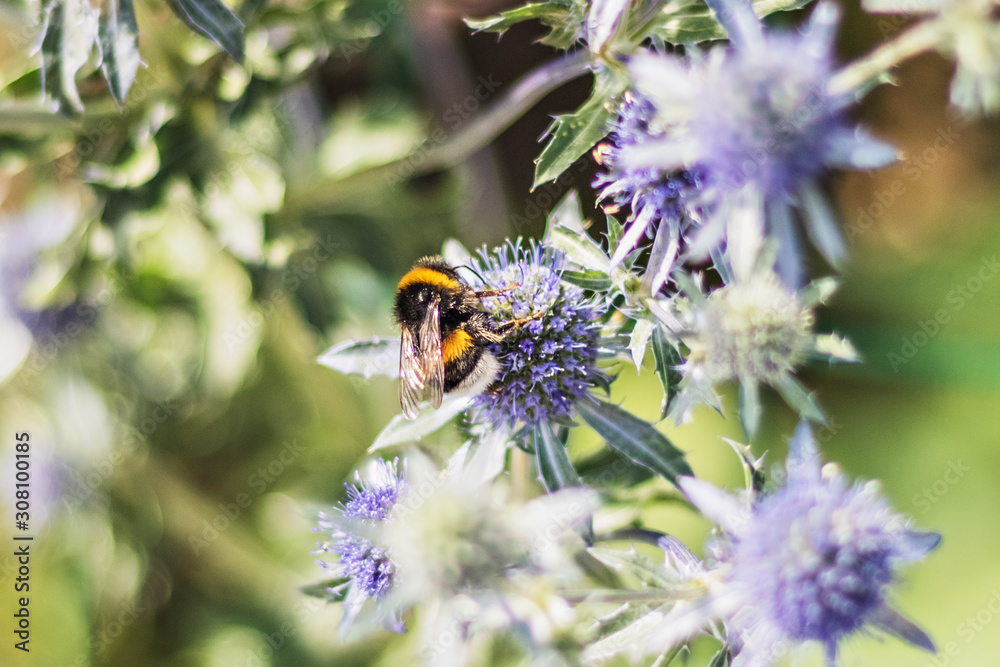 On a blurred background of green bumblebee on a purple flower On a blurred background of green bumblebee on a purple flower