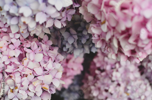 Fototapeta Naklejka Na Ścianę i Meble -  pink flowers background