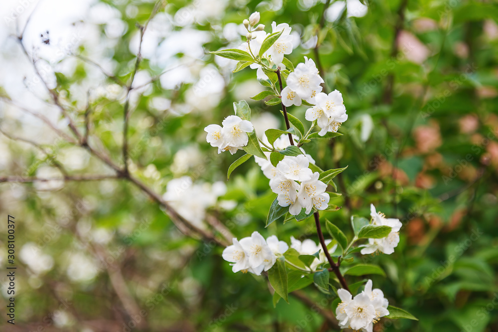 Beautiful spring cherry flowers. Photo of blossoming tree brunch with white flowers. Blooming branch in garden closeup.