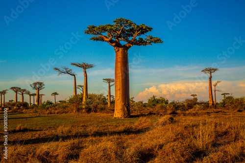 Beautiful Baobab trees at sunset at the avenue of the baobabs in Madagascar photo