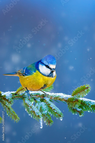 Winter and birds. Blue nature background. photo