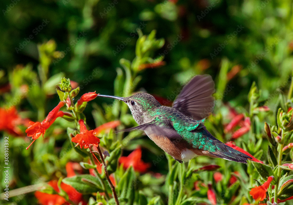 Naklejka premium broad-tailed hummingbird feeding at a flower