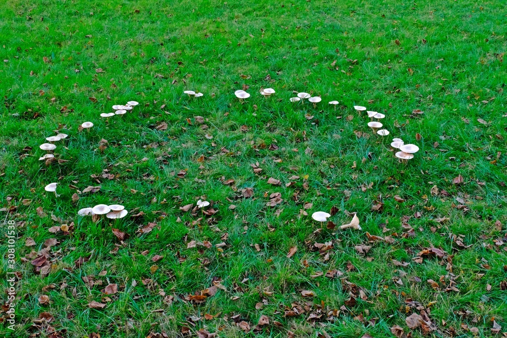 The fairy ring mushrooms (Chlorophyllum molybdites, Garden Fungi) backyard mushroom growing on grass.