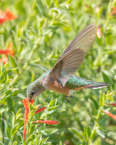 broad-tailed hummingbird feeding at a flower