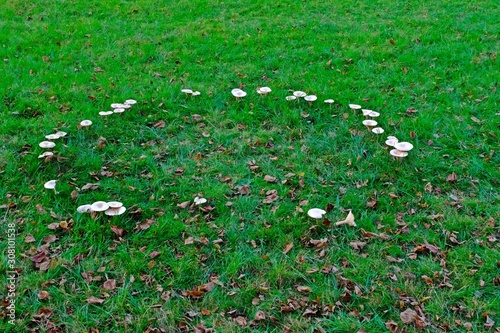 Obraz na płótnie The fairy ring mushrooms (Chlorophyllum molybdites, Garden Fungi) backyard mushroom growing on grass. w salonie