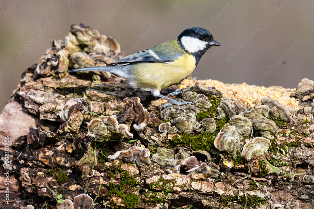 Fototapeta premium Cinciallegra