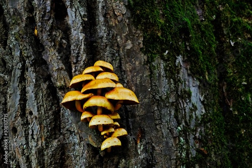 Pholiota adiposa mushrooms on a tree with blurred green lichen background.