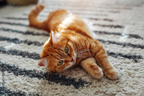 Foto Ginger cat lying on floor carpet at home. Pet playing with rug