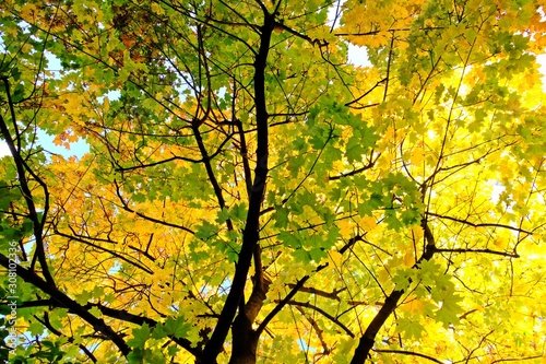 Maple leaves turning from green to yellow in Fall or Autumn for background.