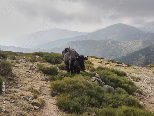 A cow in the Piornal pass in the Sierra de Guadarrama National Park. Madrid's community. Spain