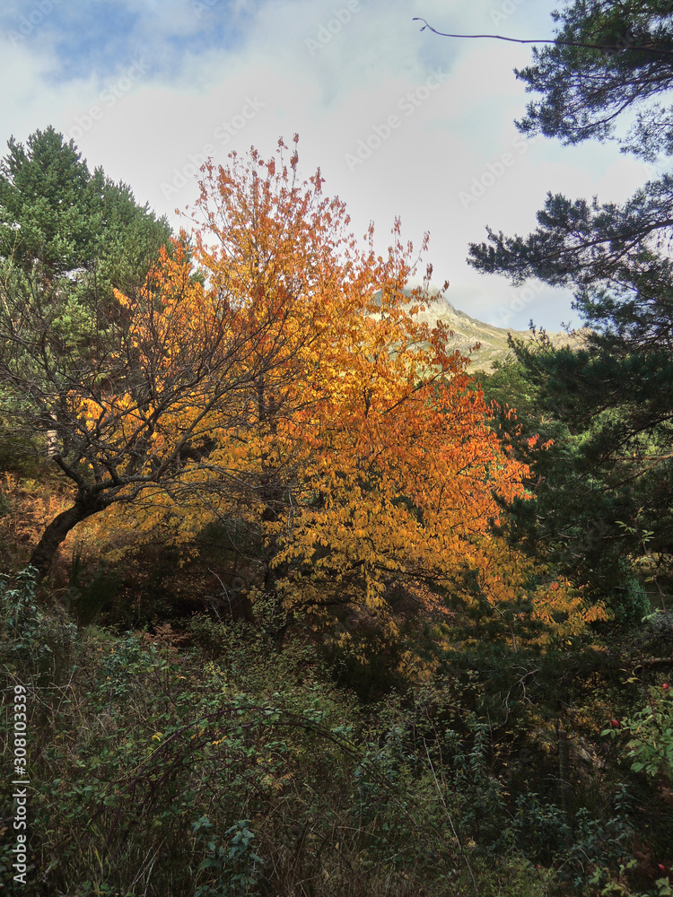 Autumn in the valley of La Barranca in the Sierra de Guadarrama National Park. Madrid's community. Spain