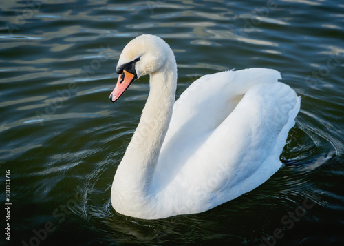 A white swan swimming in a loch
