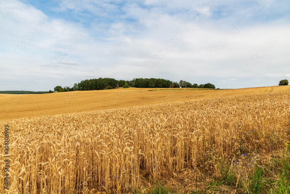 rural landscape with cornfield, small forest and blue sky with clouds