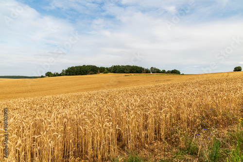 rural landscape with cornfield  small forest and blue sky with clouds