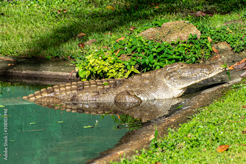 Crocodile resting in shallow water at dusk