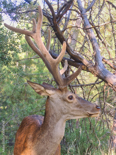A deer in the Natural Park of the Sierra de Cazorla, Segura and Las Villas. In Jaén, Andalusia. Spain © JaviJfotografo