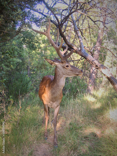 A deer in the Natural Park of the Sierra de Cazorla  Segura and Las Villas. In Ja  n  Andalusia. Spain