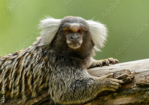 Quadro em tela common marmoset monkey portrait on a stem looking grumpy