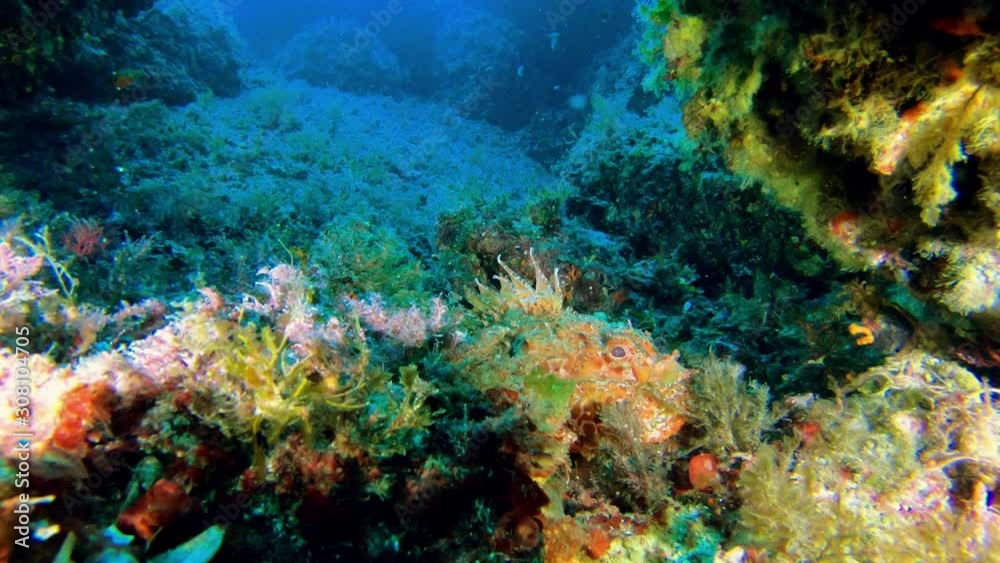 Wildlife underwater - Red scorpion fish camouflaged in a reef Wildlife underwater - Red scorpion fish camouflaged in a reef