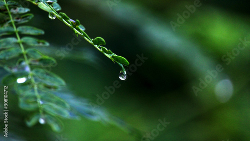 Water drop at the tip of the leaf