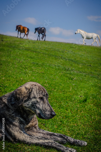 horses on a meadow