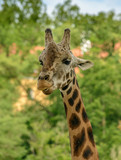 portrait of a giraffe chewing