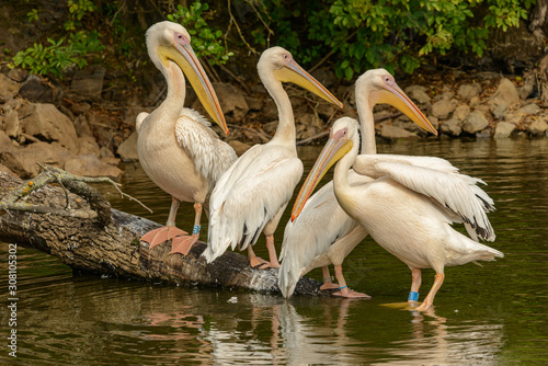 four pink pelicans standing on a log in water © Petr