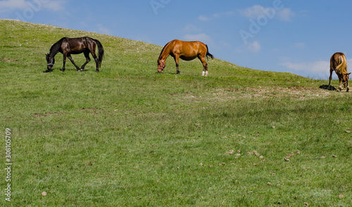 horses on a meadow
