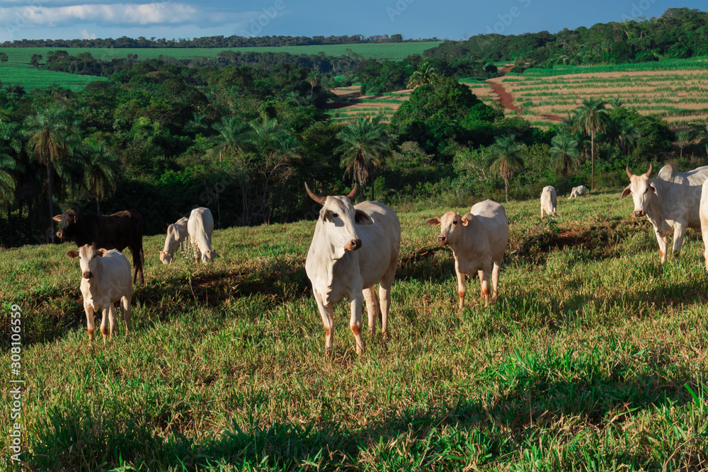 Fototapeta premium Cattle loose in the pasture