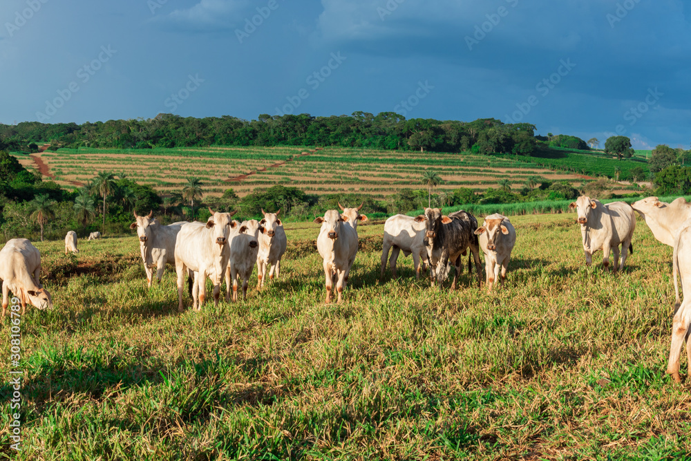 Fototapeta premium Cattle loose in the pasture