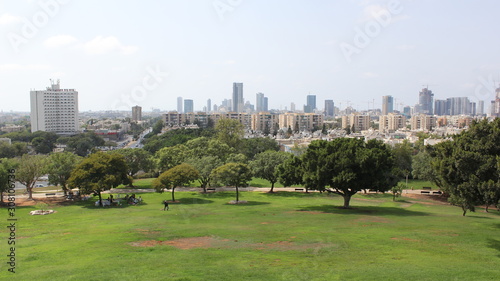 A big trees in the city garden at Tel-Aviv  Israel. Group of trees in a city background. Long shot of a lot of trees in the city landscape.