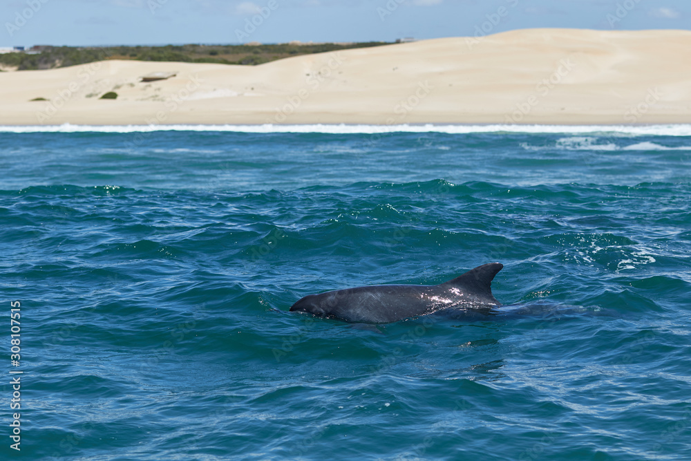 Bottlenose dolphin at Algoa Bay Bottlenose dolphin at Algoa Bay