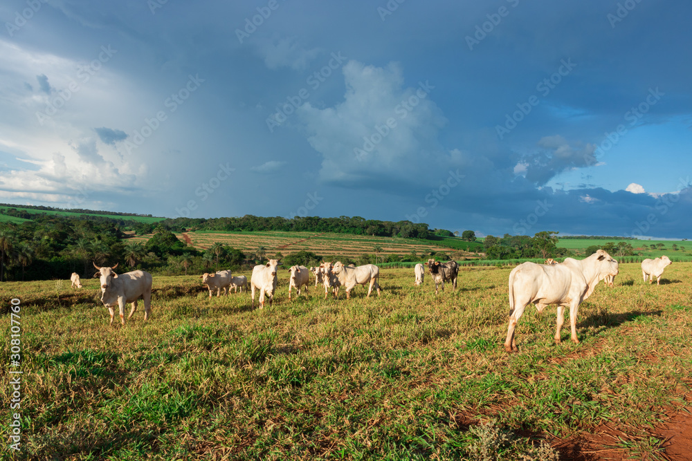 Cattle loose in the pasture