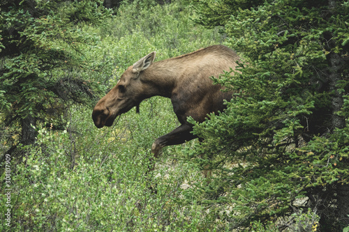 Alaskan moose hidding in the forest under the rain
