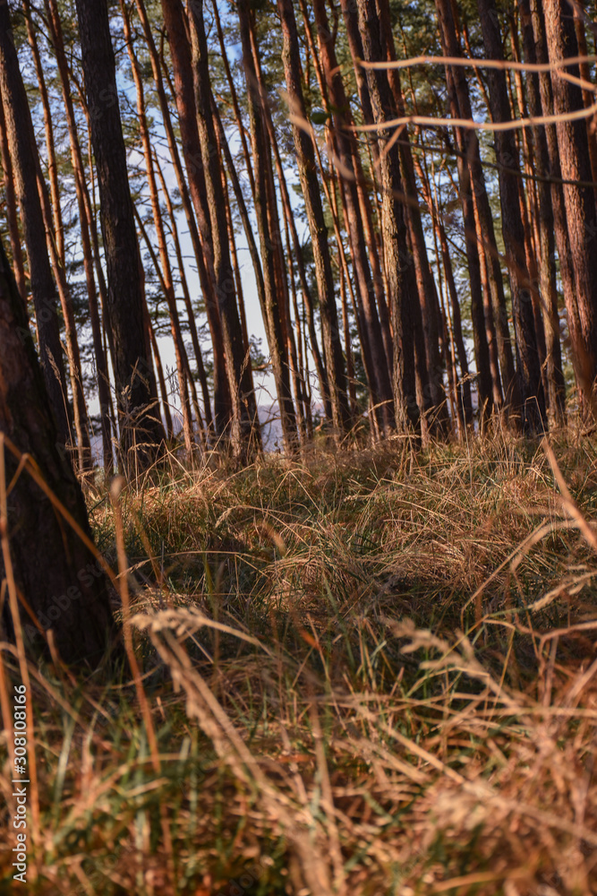 Pine wood in moody colors with direct light Pine wood in moody colors with direct light