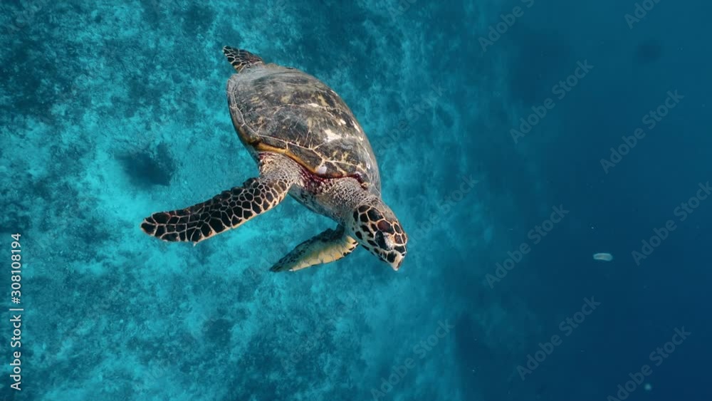 Green Turtle, (Chelonia mydas) swimming on the reefs of the Sea of Cortez, Baja California Sur, Mexico. Green Turtle, (Chelonia mydas) swimming on the reefs of the Sea of Cortez, Baja California Sur, Mexico.