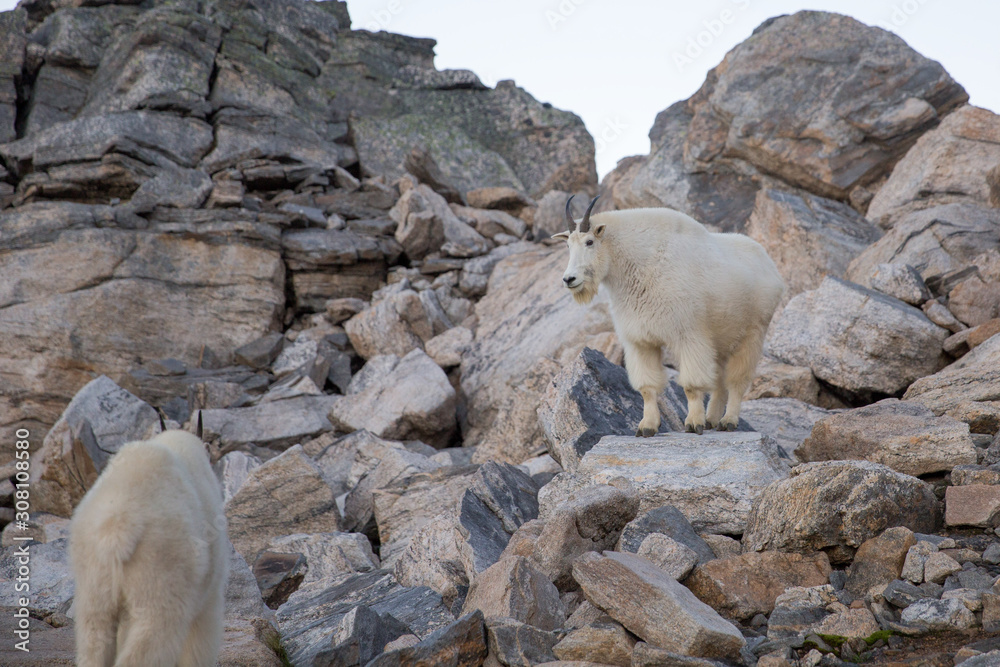 A group of rocky mountain goat (Oreamnos americanus) in British Columbia, Canada. A group of rocky mountain goat (Oreamnos americanus) in British Columbia, Canada.