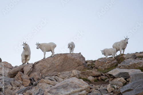 A group of rocky mountain goat (Oreamnos americanus)  in British Columbia, Canada. photo