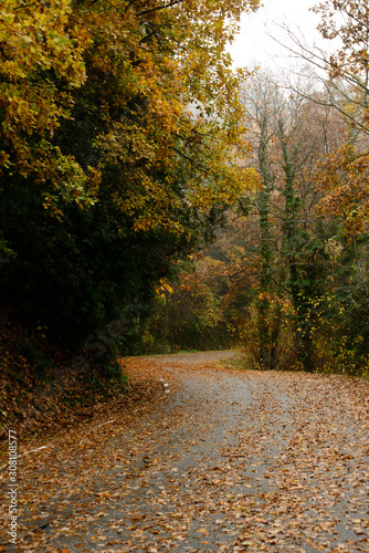 paisaje otoñal, carretera recubierta de hojas, carretera peligrosa