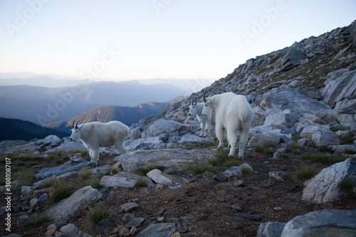 A group of rocky mountain goat  Oreamnos americanus   in British Columbia  Canada.