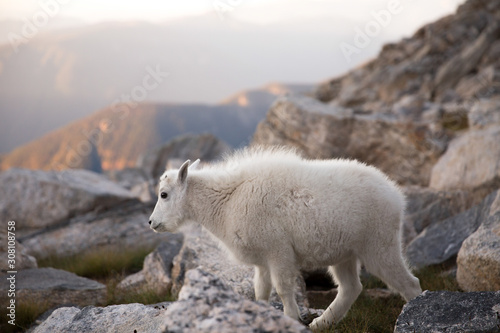 Valhalla Provincial Park in the West Kootenays a baby rocky mountain goat walking (Oreamnos americanus) in British Columbia, Canada.