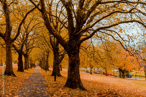 Golden autumn alley in park