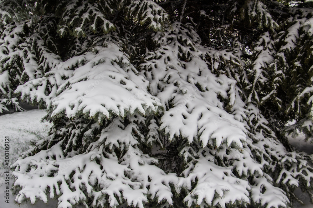 A branches of christmas tree under the snow. Background of christmas tree. A branches of christmas tree under the snow. Background of christmas tree.