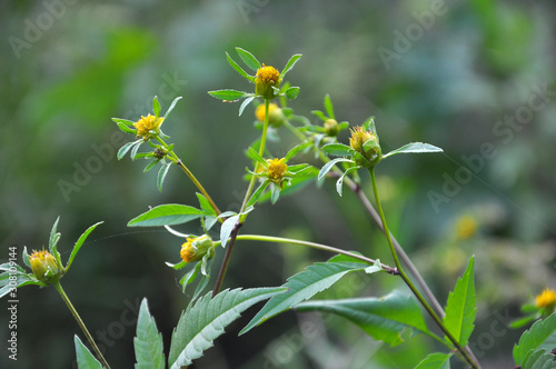 Flowering grass bur beggar-ticks (Bidens tripartita)