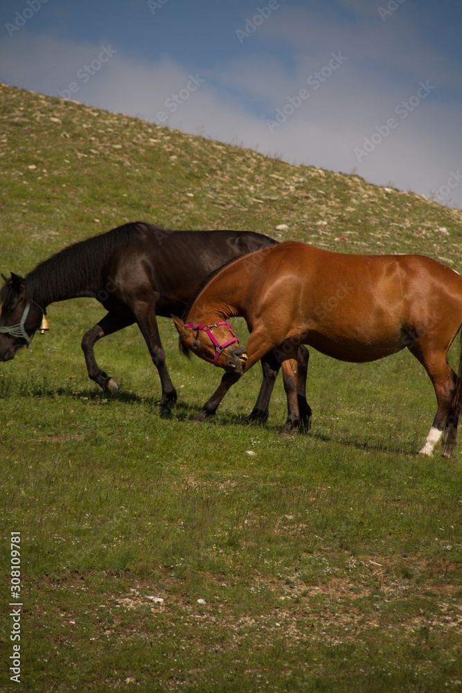 Obraz premium horses in a field