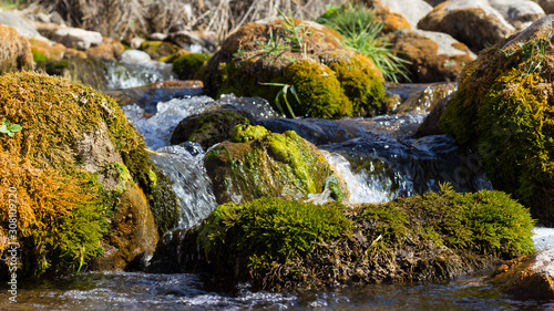 mountain stream in the forest