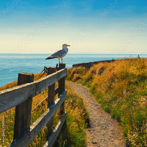 Seagull perched on the fence on the coastal path at Port Patrick Scotland