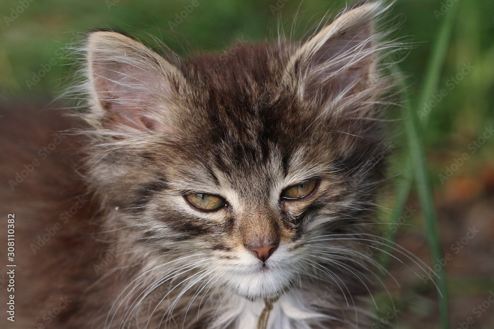 The fluffy kitty's head close up. Kitten looking at the camera serious and angry look.