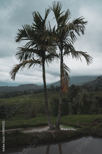 Rice fields in the landscape of Indonesia  photo