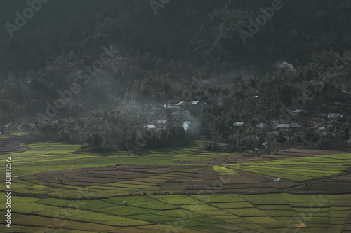 Rice fields in the landscape of Indonesia 